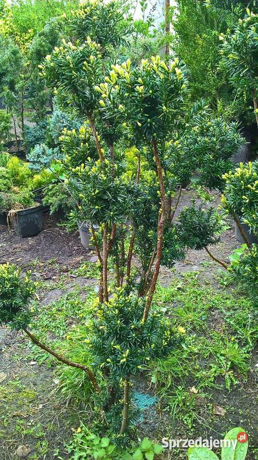 Cis Formowany StożekKula Bonsai Mszczonów