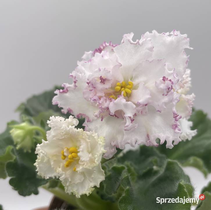 Fiołek afrykański kwitnąca sadzonka