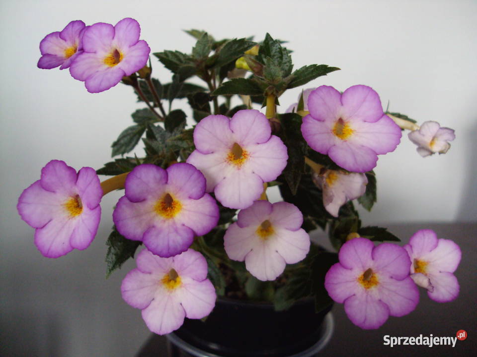 achimenes Ogród Bielsk sprzedam