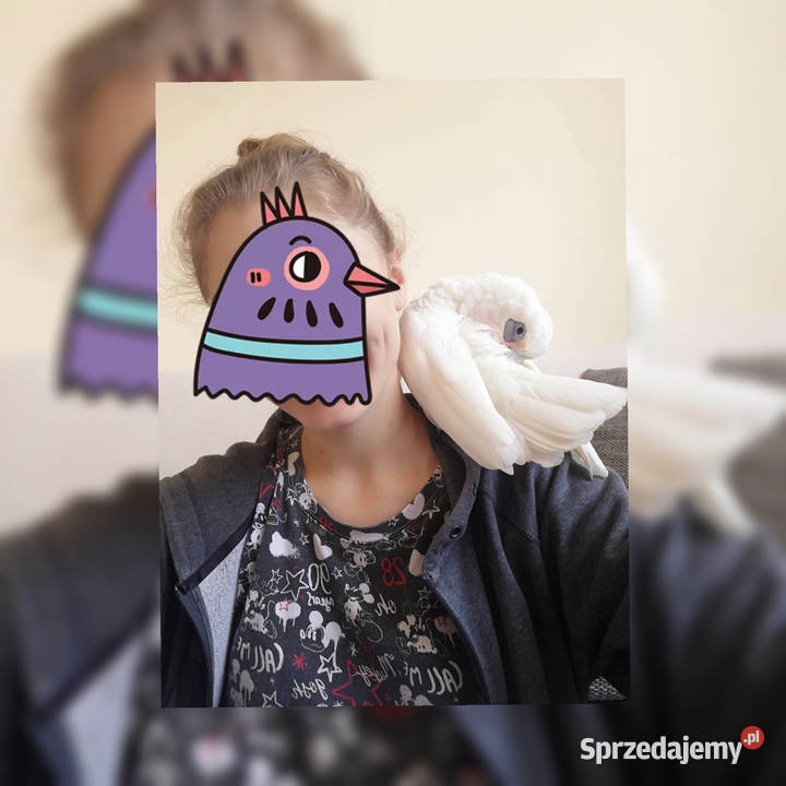 Kakadu sinooka Głogów