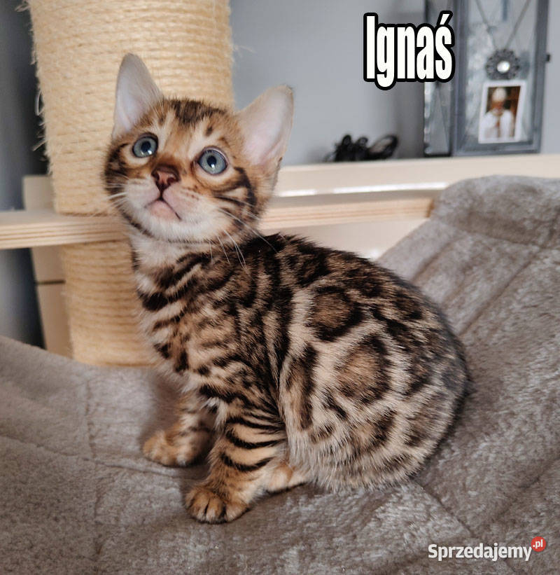 Kocięta bengalskie z rodowodem łódzkie Rogów