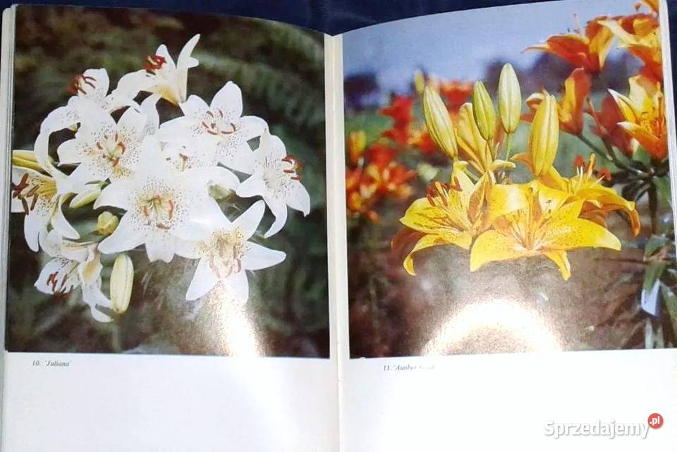 Lilia najpiękniejszy kwiat Kazimierz Mynett Pozostałe