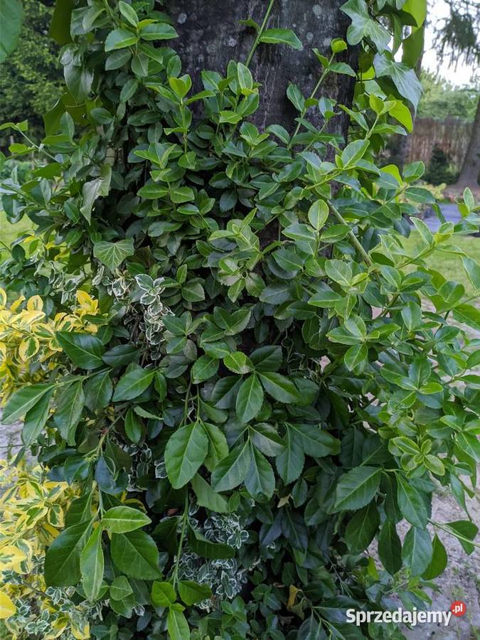 Trzmielina Zielona pnąca sztobry Lublin