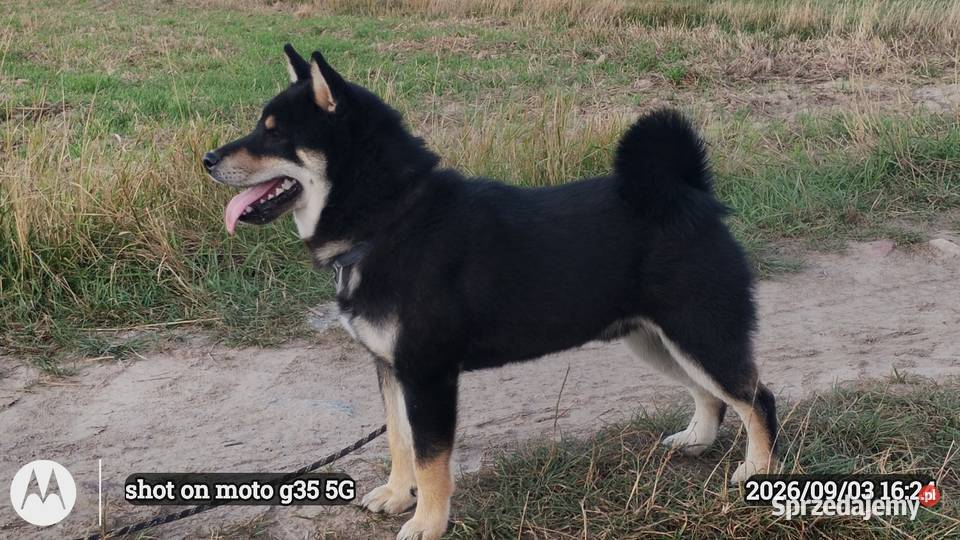 SHIBA INU czteromiesięczny świetny szczeniaczek Bychawka Trzecia sprzedam