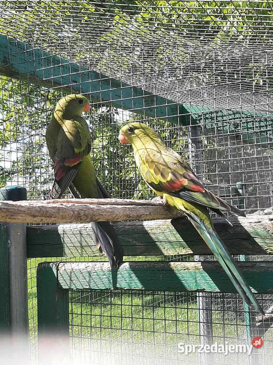 Papugi górskie berg 25r małopolskie Skała sprzedam