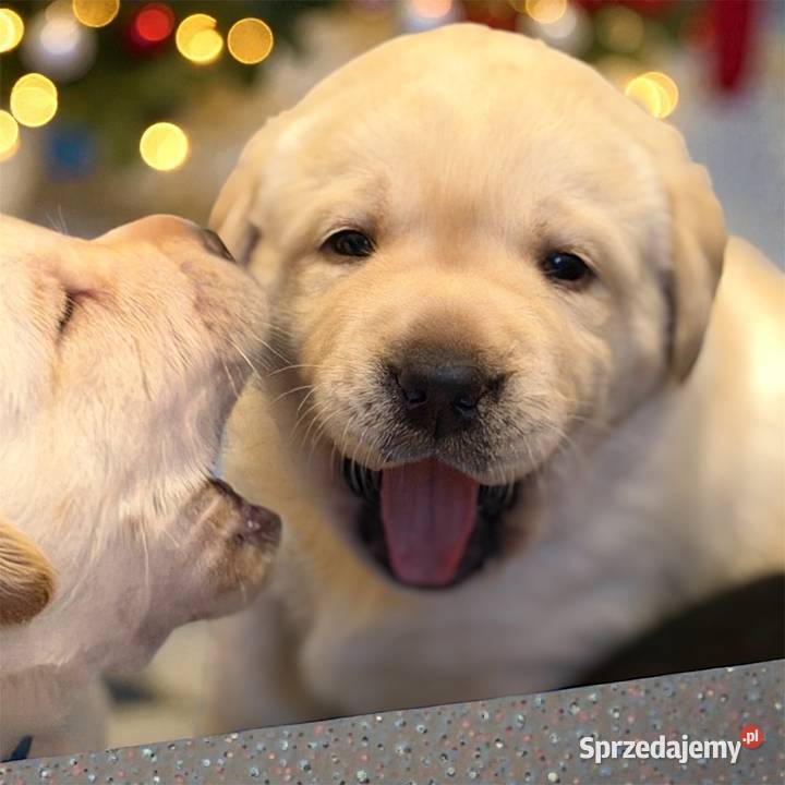 Labrador czarne i żółte szczenięta Przygodzice