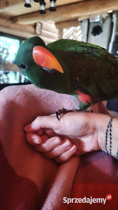 Sprzedam samca lory wielkiej Kraków
