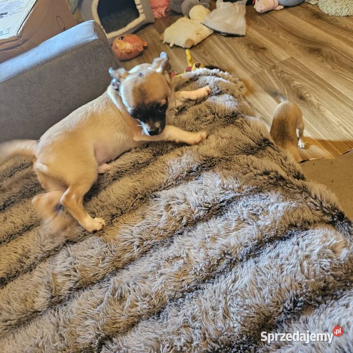 Chihuahua Exclusiv Piękny Mądry Jedyny taki