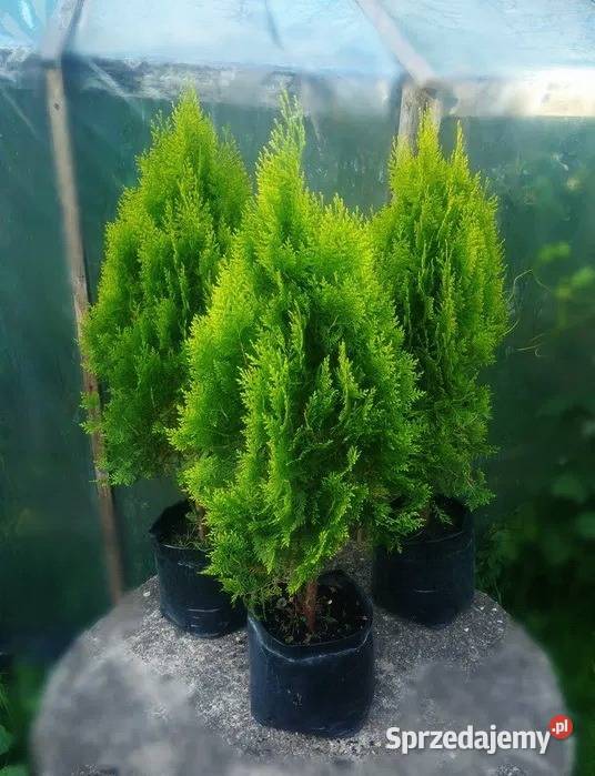 Tuja thuja AUREA NANA Grajewo