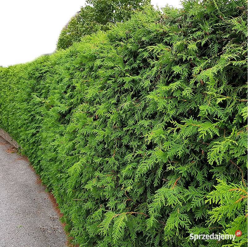 Thuja brabant 100 świerk srebrny jodła kaukaska Rybnik