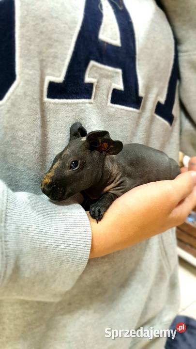 Świnka morska skinny samiczka z akcesoriami Koszalin