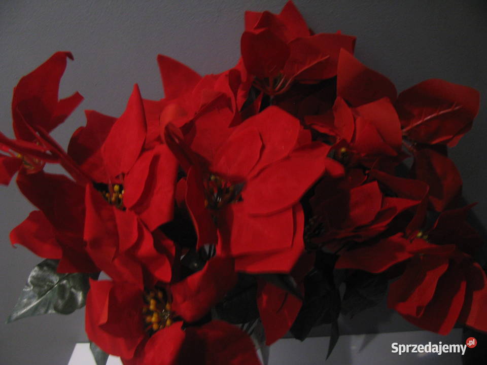 Nowe gwiazda betlejemska świąteczna Włocławek