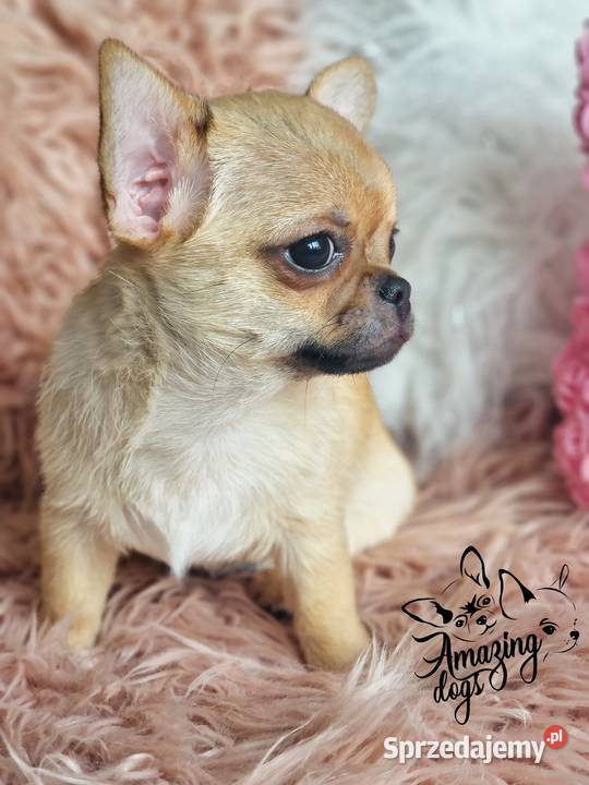 Śliczny chłopiec chihuahua