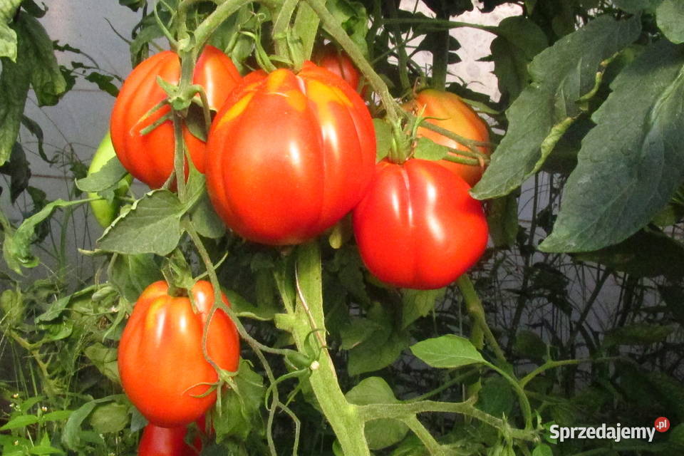 Sadzonki oryginalnych pomidorów holenderskich