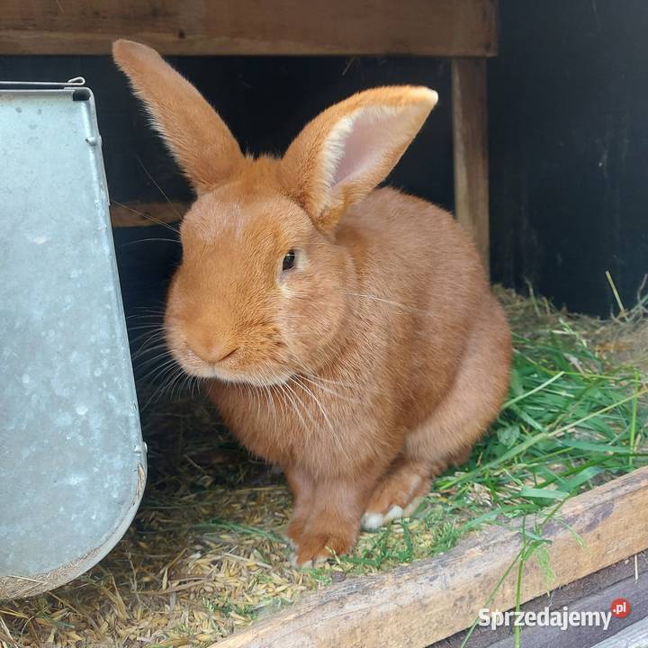 Króliki nowozelandzkie Mińsk Mazowiecki