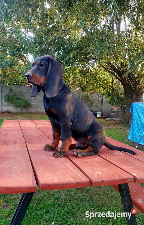 Gończy Polski Szczenięta ZKwP FCI