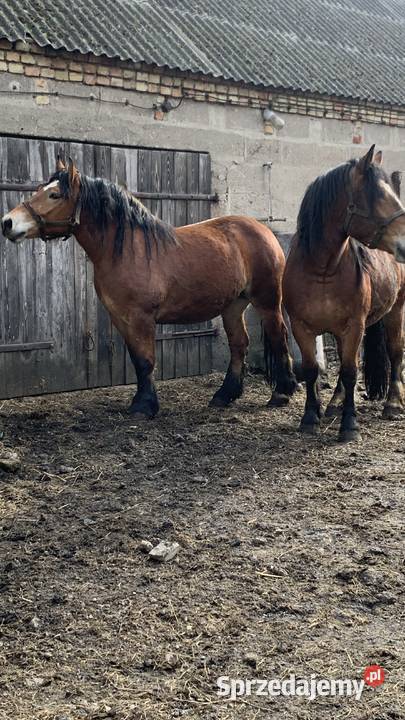 Sprzedam zrebice Waniewo sprzedam