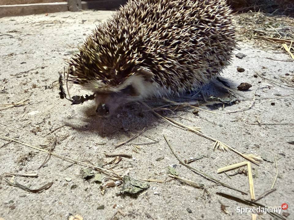 Jeż pigmejski dorosły Włoszczowa