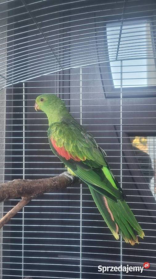 Papuga czerwonoskrzydla samica Wieliczka