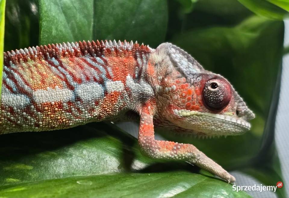 Kameleon lamparci samiec Kraków