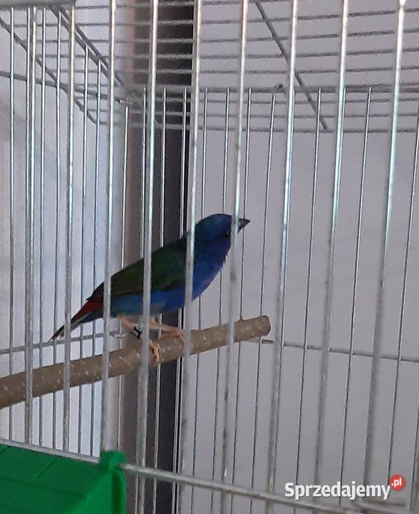 Papuzik błękitny forbes Mysłowice