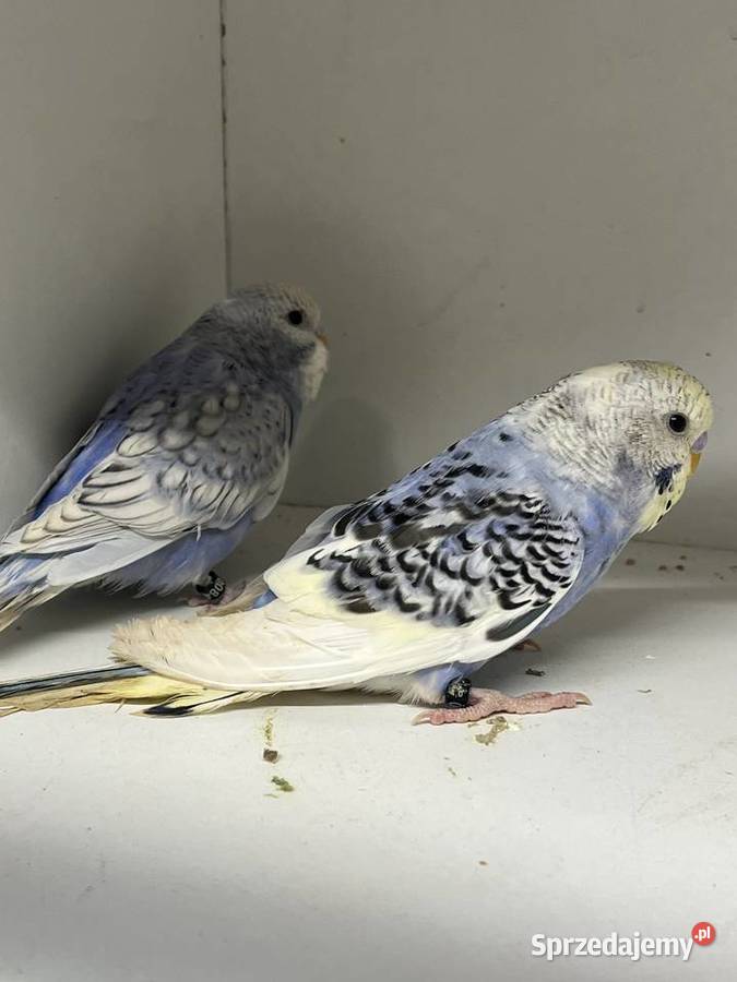 Papugi faliste tęczowe Sośnicowice