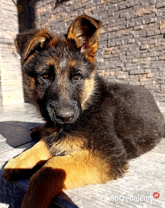 Owczarek Niemiecki Góra