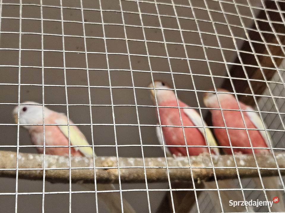 Papugi ptaki Ptaki Haczów