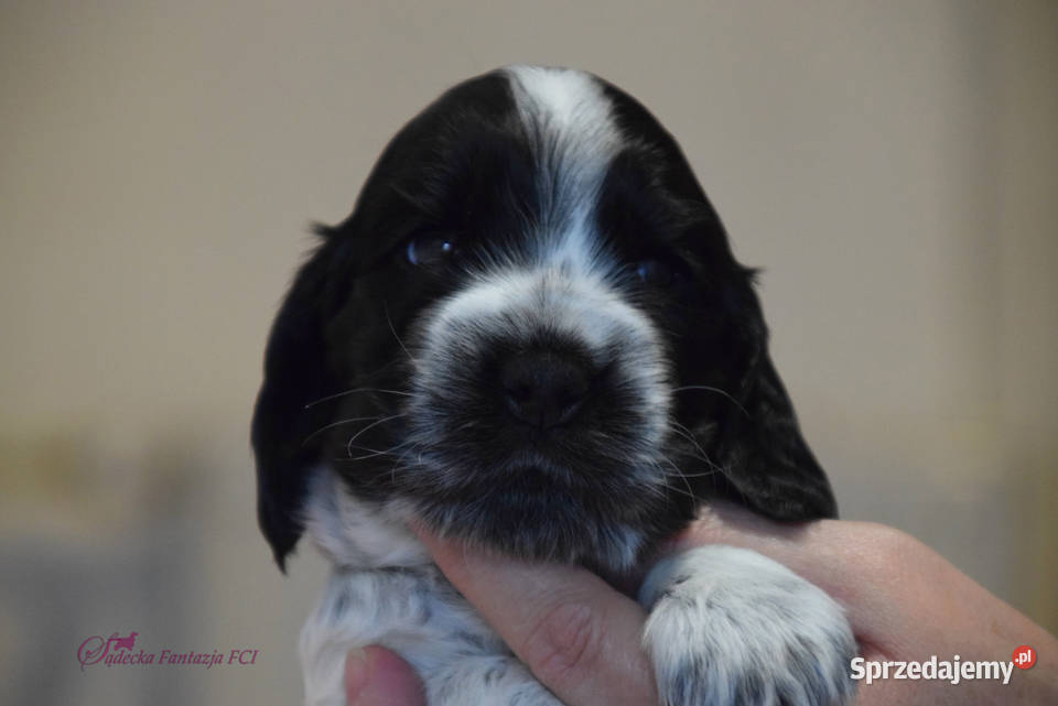 Cocker Spaniel Angielski Brendy Nowy Sącz
