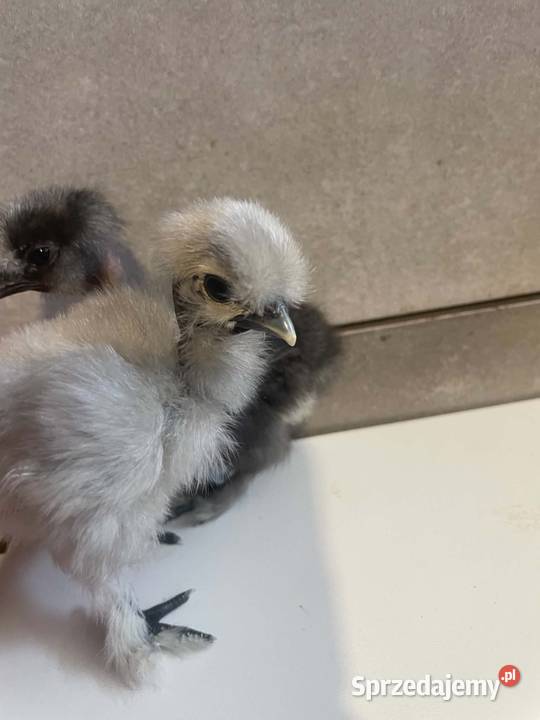 Silki kochinki bieguski perliki Niemodlin