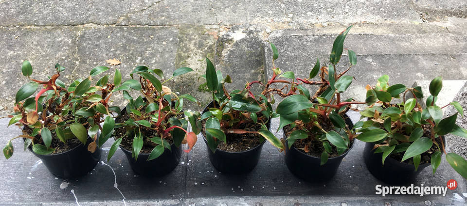 Filodendron Philodendron pincushion miniatura do Wyposażenie wnętrz Kraków sprzedam