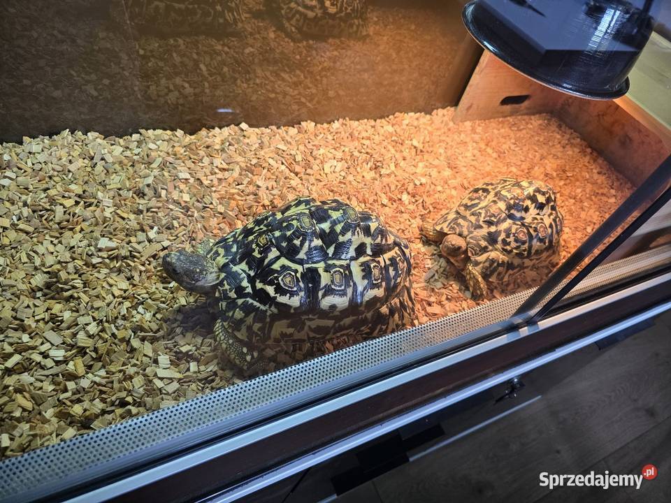 Żółwie lamparcie z terrarium warmińsko-mazurskie Dywity