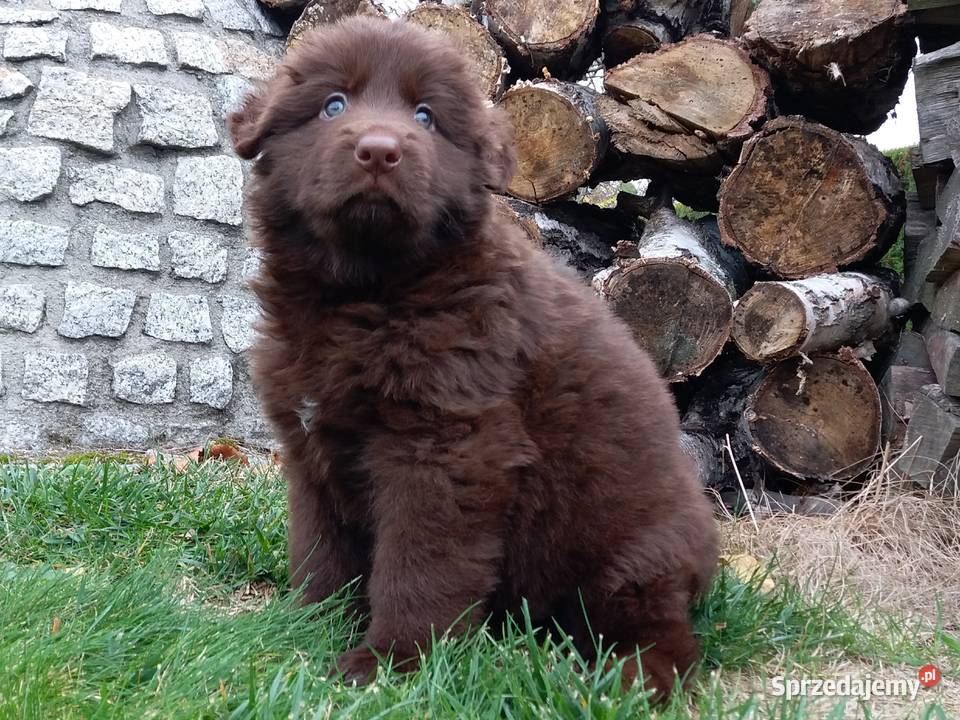 Owczarek niemiecki czekoladowy długowłosy Zwierzęta śląskie Świerklany