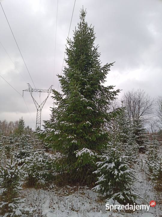Choinka Choinki Daglezja 4 m Łódź