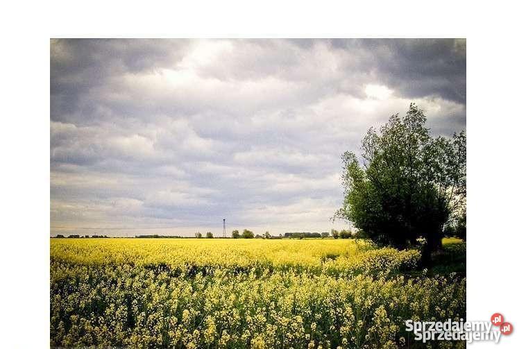 siedlisko 12 ha DOM na Żuławach 120 m2 Domy Pordenowo