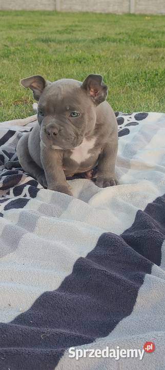 American Bully Pocket Piesek Krośniewice sprzedam