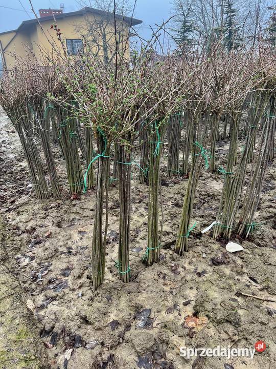 Agrest i porzeczka ceny Janowice