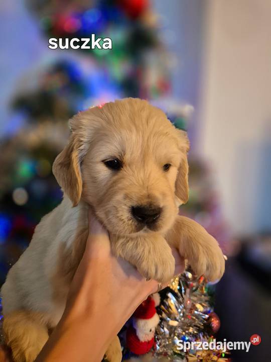 Golden retriever złote szczenięta lubelskie Tomaszów Lubelski