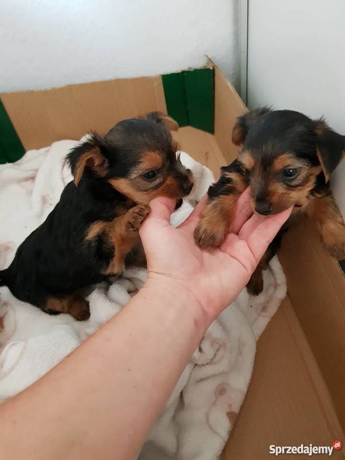 Yorkshire terrier szczeniaki