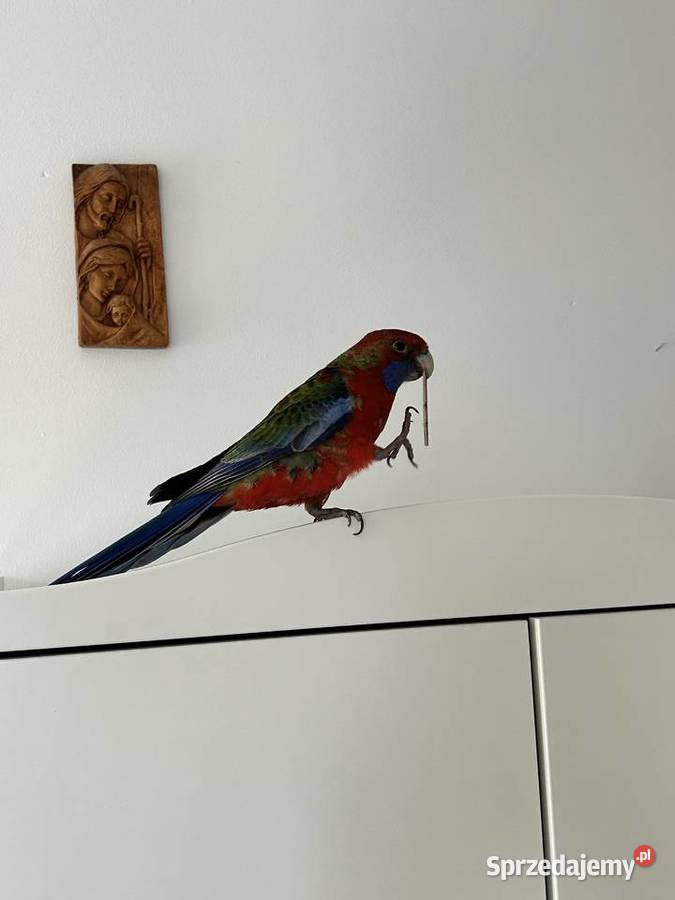 Rozella krolewska Polesie sprzedam