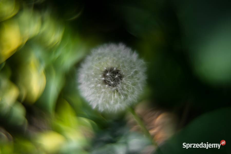 Helios 44M4 Swirly Bokeh ala Petzval Trioplan Obiektywy Warszawa
