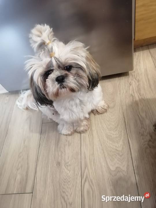 Szczeniaki shihtzu gotowe do odbioru Jodłówka-Wałki