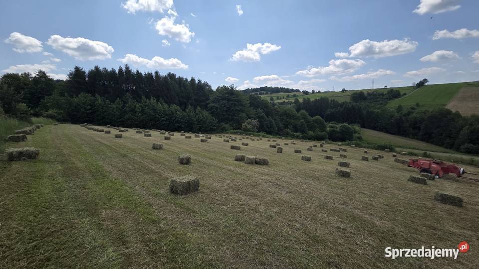 Sianosłoma w kostkach Nawojowa