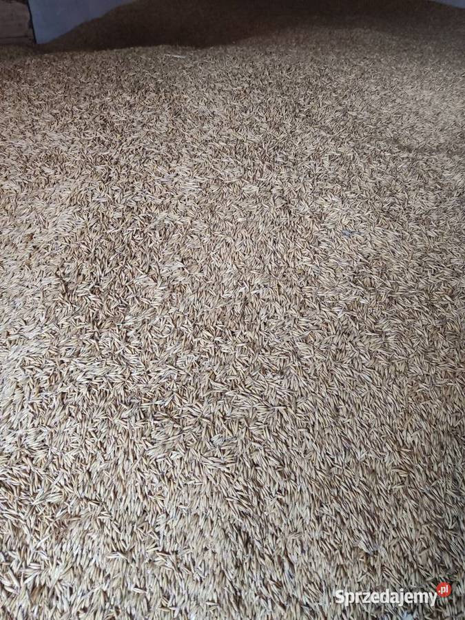 Sprzedam owies Bingo Wojszyce