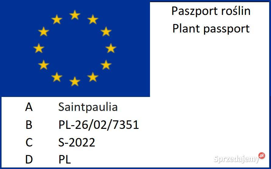 Fiołek afrykański kwitnąca sadzonka Pozostałe