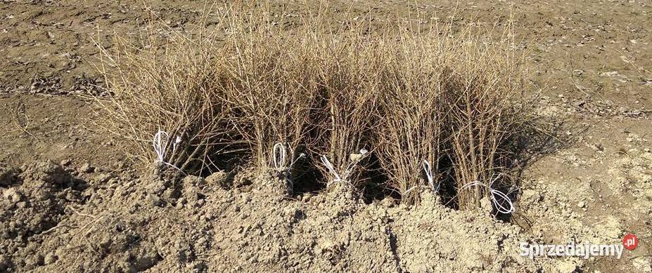 Sadzonki buka Buk pospolity na zalesienia 3 Brzostek