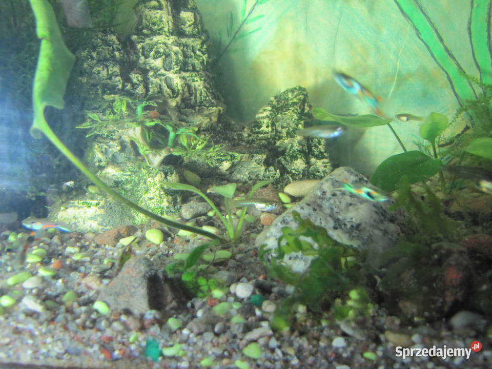 Akwarium z obsadą małe Toruń sprzedam