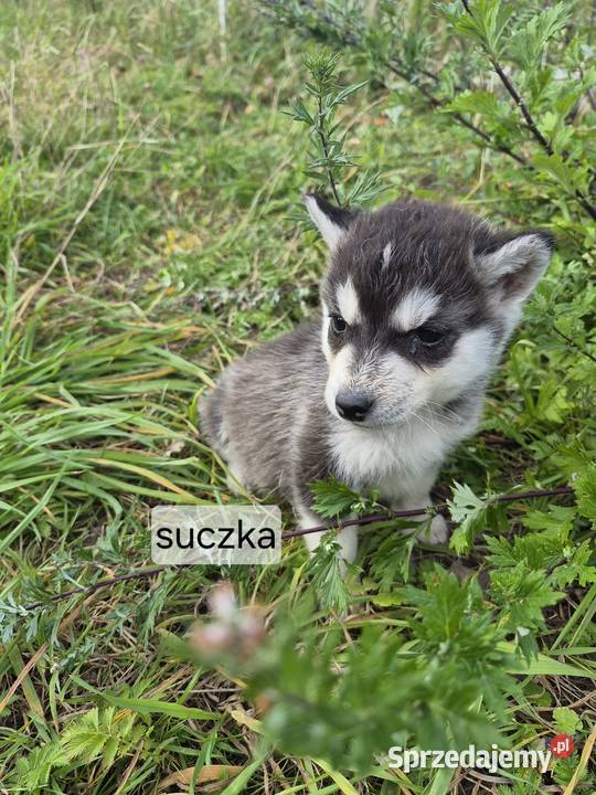 Szczeniaki Syberian Husky Samsonów-Piechotne