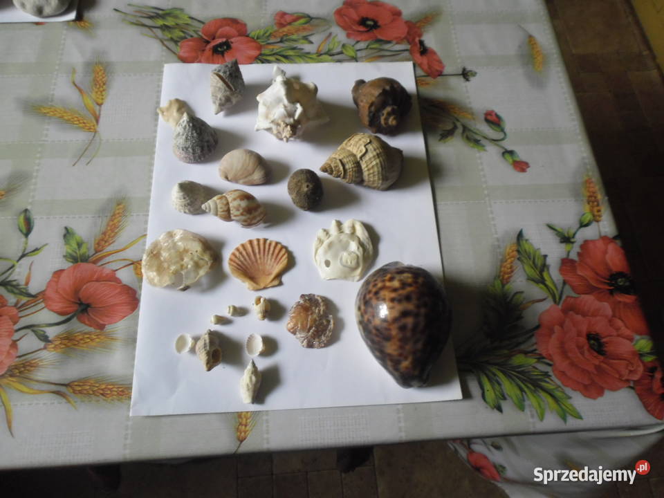 Skamieniałościróżne