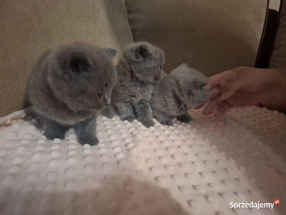 Kotki kocurki brytyjskie gotowe do odbioru Nysa